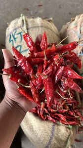 Guntur Dry Red Chilli