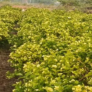 Mathura Jasmine Flower