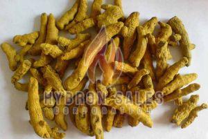 Rajapuri Turmeric Finger