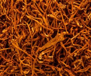 50gm Aeroherbs Cordyceps Militaris Dried Mushroom