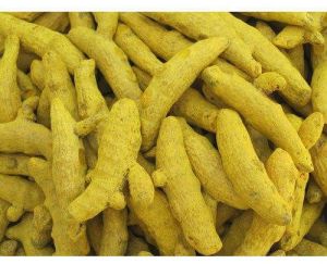 Cuddapah Turmeric Finger