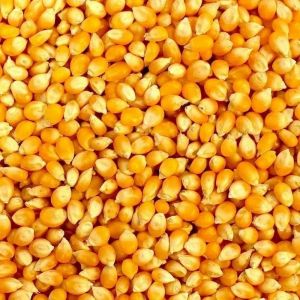 Yellow B Grade Maize Seeds