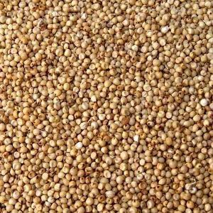 Jowar Seeds
