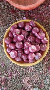 Onions