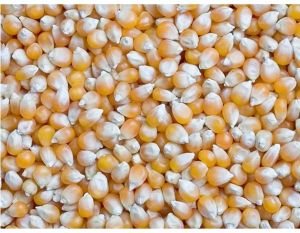 Indian Yellow Corn Maize