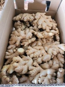 A Grade Fresh Ginger