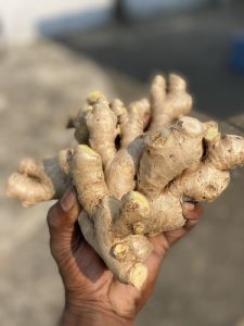 A Grade Fresh Ginger