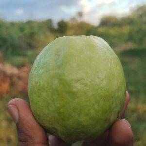 A Grade Fresh Green Guava