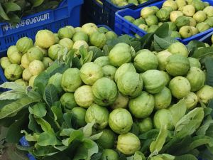 A Grade Fresh Green Guava