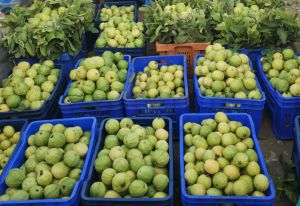A Grade Fresh Green Guava