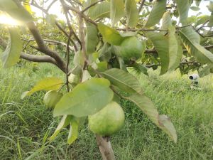 A Grade Fresh Green Guava