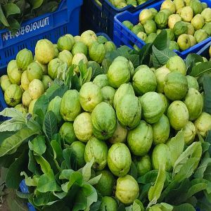 Fresh Natural Guava
