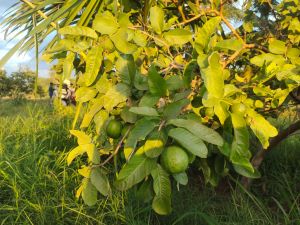 Fresh Natural Guava