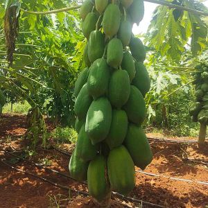 Fresh Raw Papaya