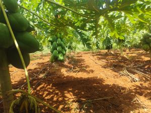 Fresh Raw Papaya