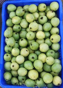 Fresh Red Guava