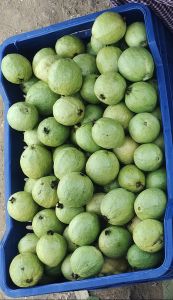 Fresh Red Guava