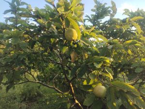 Fresh Red Guava