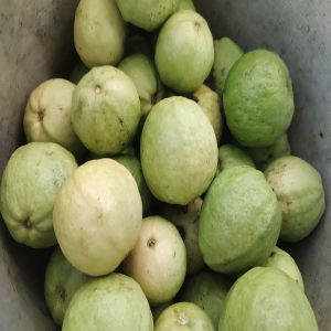 Organic Fresh Guava