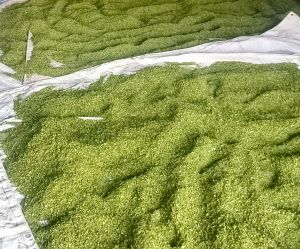 dried moringa leaves
