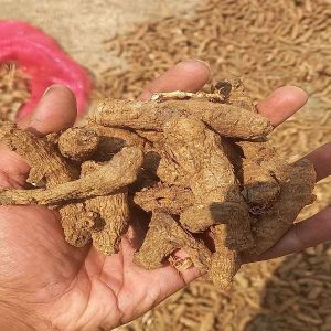 Raw Turmeric Roots