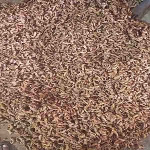 Raw Turmeric Roots