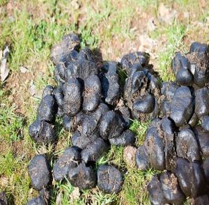 Donkey Dung