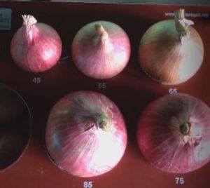 A Grade Onion
