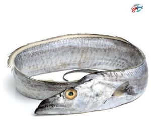 Fresh and Frozen Ribbon Fish