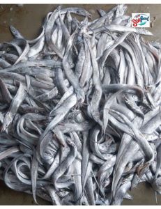 Fresh and Frozen Ribbon Fish