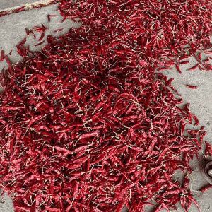 Guntur Sannam Dry Red Chilli