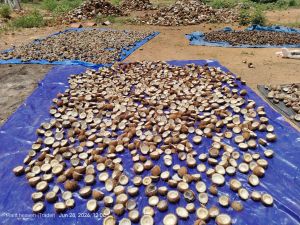 Dried Half Cut Copra