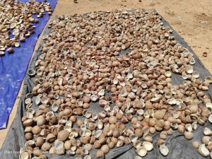 Dried Half Cut Copra