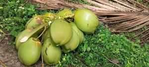 green tender coconut