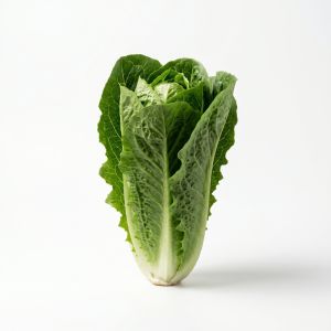 Crispy Green Lettuce