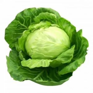 Farm Fresh Green Cabbage