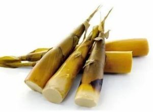 Fresh Bamboo Shoots