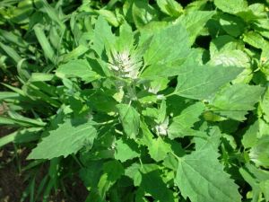 Fresh Bathua Green Leaves