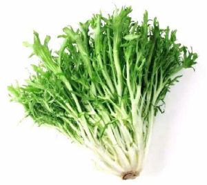 Fresh Endive Leaves