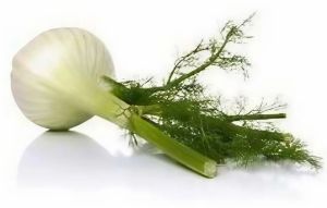 Fresh Fennel Bulb
