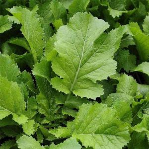 Fresh Mustard Green Leaves