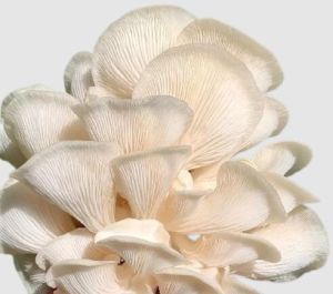 Fresh Oyster Mushroom