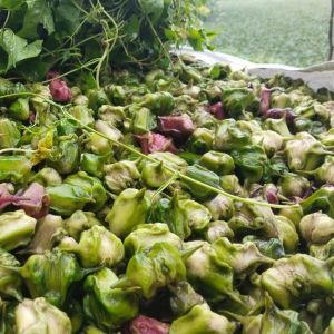 Fresh Water Chestnut