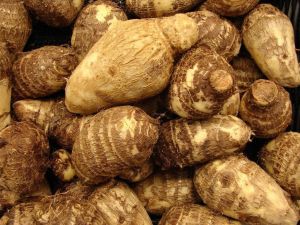 Premium Colocasia Root