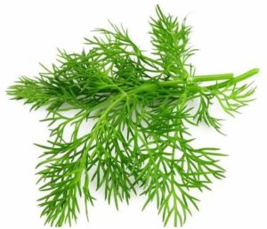 Premium Fresh Dill Leaves