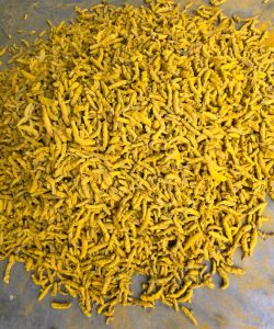 Turmeric Finger