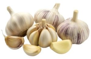 Fresh Garlic