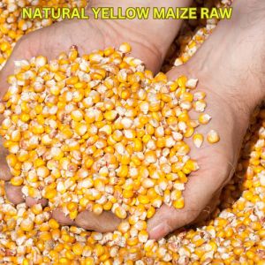 Yellow Corn
