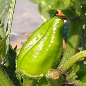 Bhavnagri Chilli