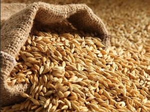 Natural Barley Seeds,